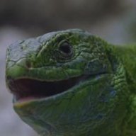 Lizzardhead